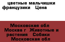 цветные мальчишки французики › Цена ­ 50 000 - Московская обл., Москва г. Животные и растения » Собаки   . Московская обл.,Москва г.